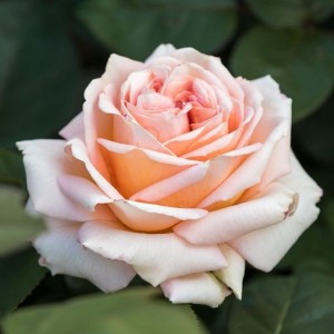 LADY CAPRI (hybrid tea)